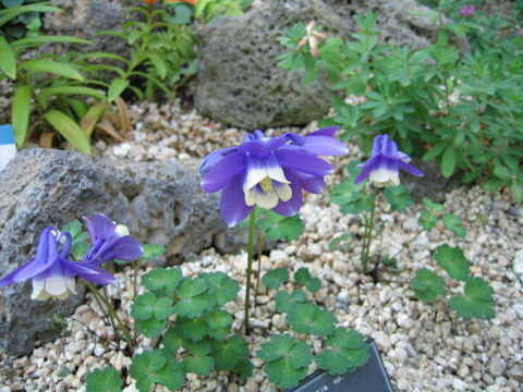 Aquilegia sp.