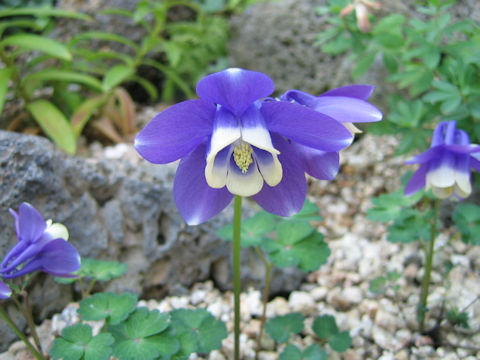 Aquilegia sp.