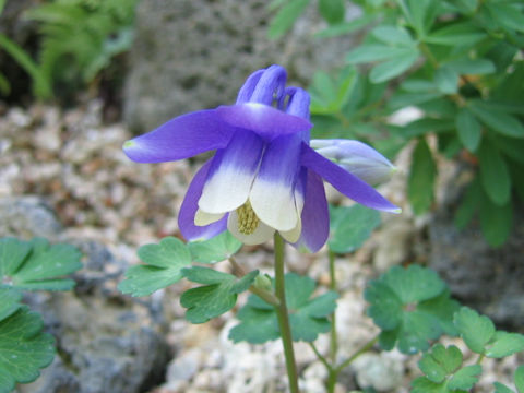 Aquilegia sp.