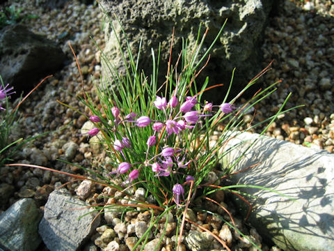 Allium splendens var. kurilense