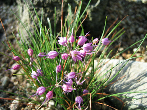 Allium splendens var. kurilense