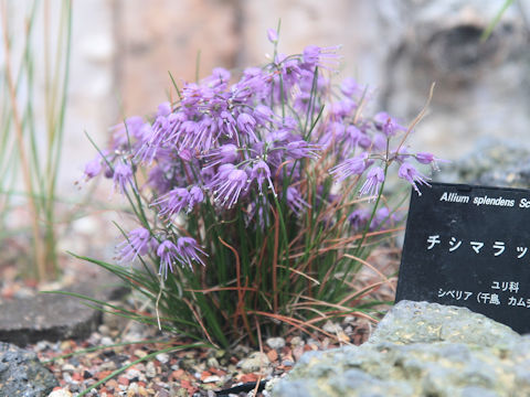 Allium splendens var. kurilense