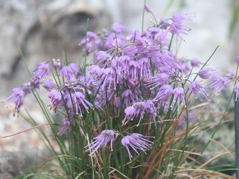 Allium splendens var. kurilense