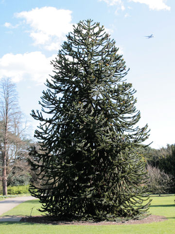 Araucaria araucana