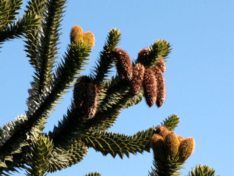 Araucaria araucana