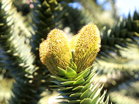 Araucaria araucana