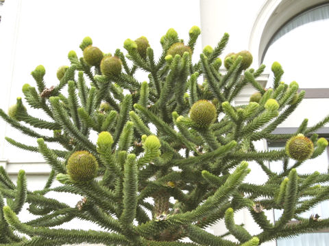 Araucaria araucana