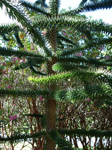 Araucaria araucana