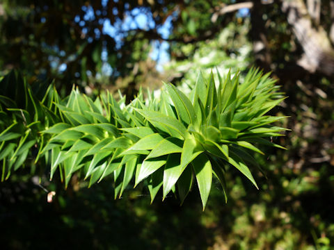 Araucaria araucana