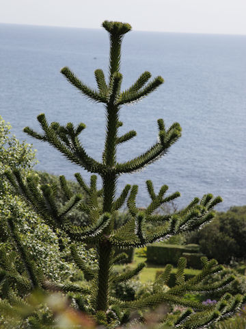 Araucaria araucana