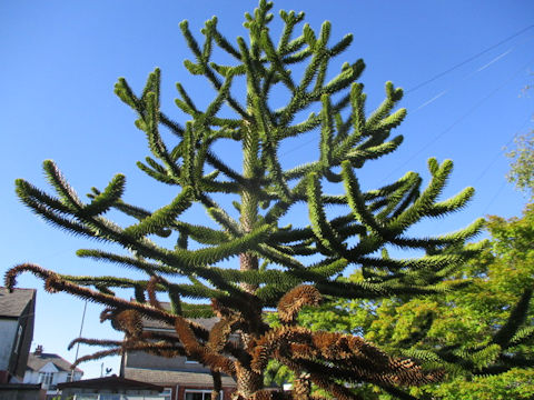 Araucaria araucana