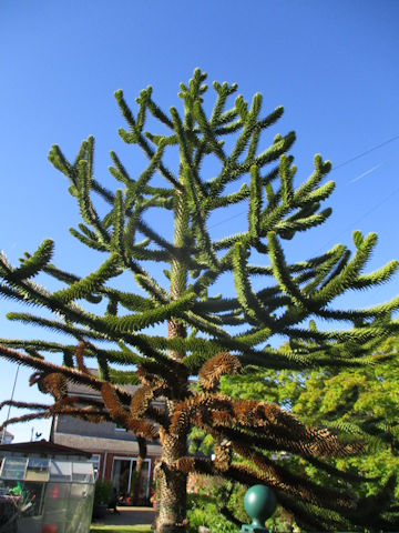 Araucaria araucana