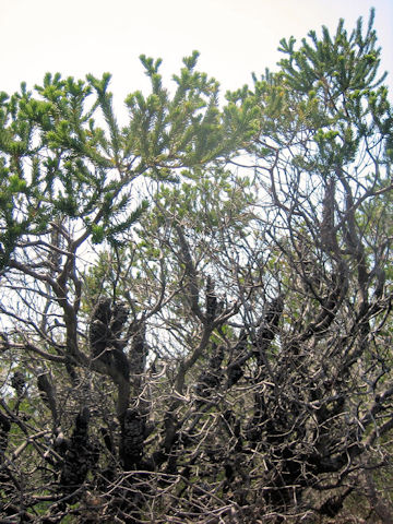 Araucaria araucana