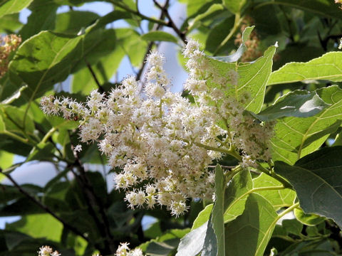 Ehretia ovalifolia