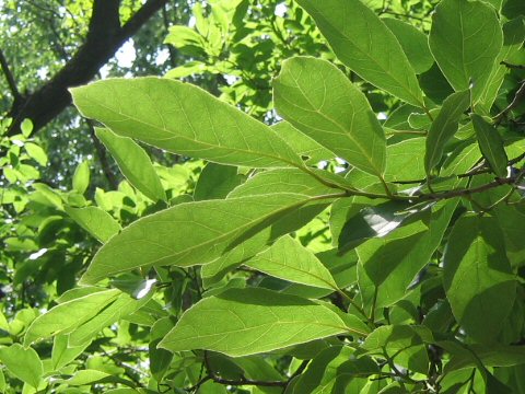 Ehretia ovalifolia