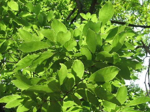 Ehretia ovalifolia