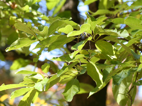 Ehretia ovalifolia