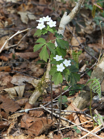 Enemion raddeanum