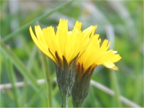 Hieracium alpinum