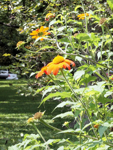 Tithonia rotundiflora