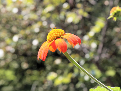 Tithonia rotundiflora