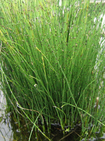 Equisetum variegatum