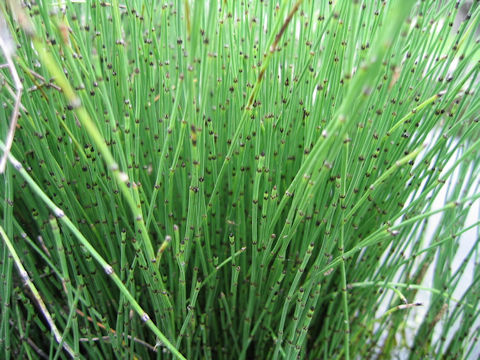 Equisetum variegatum