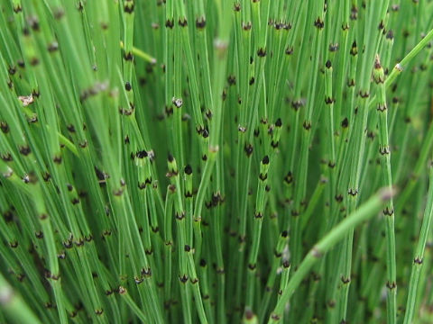 Equisetum variegatum