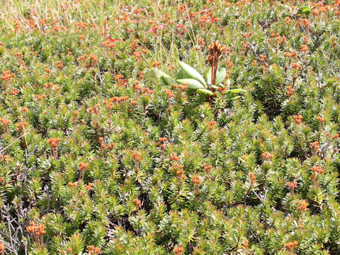 Bryanthus gmelinii