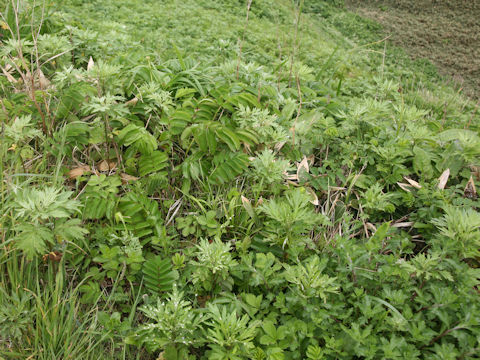Sanguisorba tenuifolia var. kurilensis