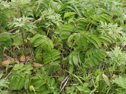 Sanguisorba tenuifolia var. kurilensis