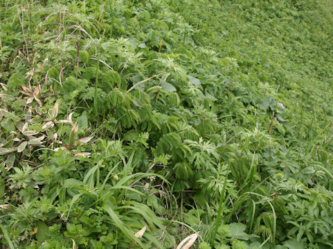 Sanguisorba tenuifolia var. kurilensis