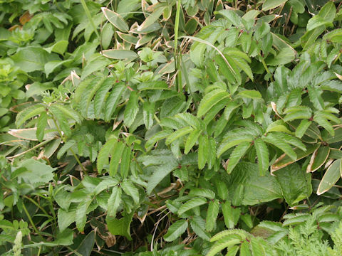 Sanguisorba tenuifolia var. kurilensis