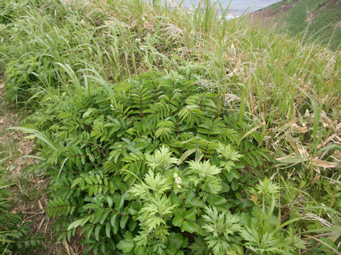 Sanguisorba tenuifolia var. kurilensis