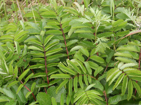 Sanguisorba tenuifolia var. kurilensis