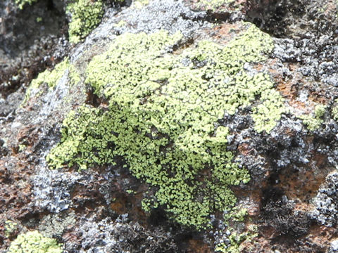 Rhizocarpon sp.