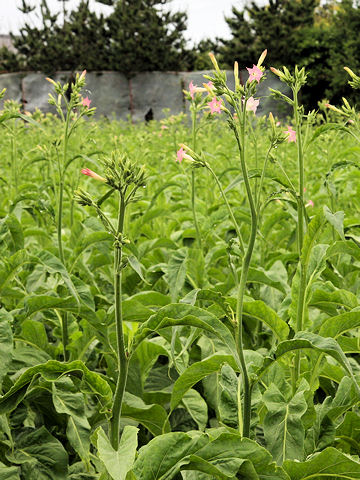 Nicotiana tabacum