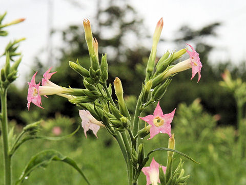 Nicotiana tabacum