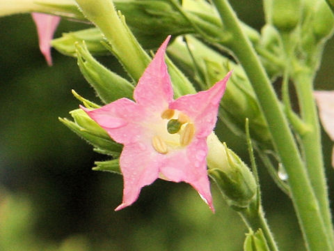 Nicotiana tabacum