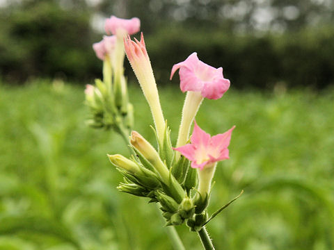 Nicotiana tabacum