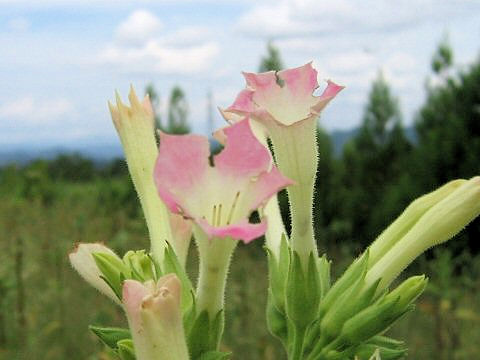 Nicotiana tabacum