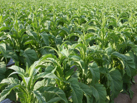 Nicotiana tabacum