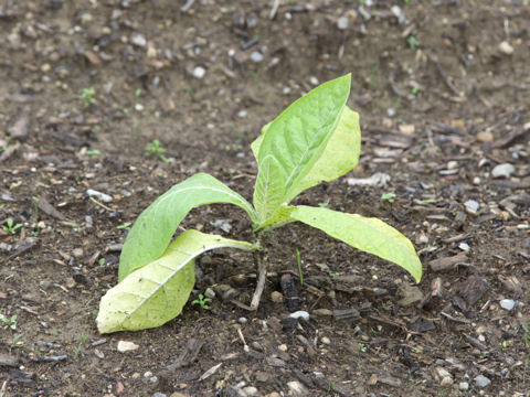 Nicotiana tabacum