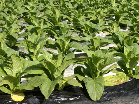 Nicotiana tabacum