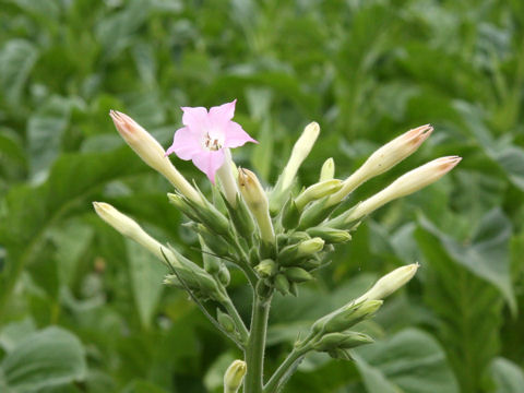 Nicotiana tabacum