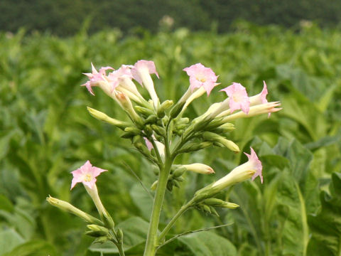 Nicotiana tabacum