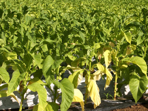 Nicotiana tabacum