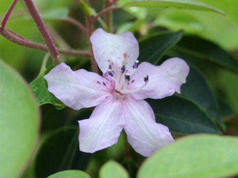 Rhododendron uwaense