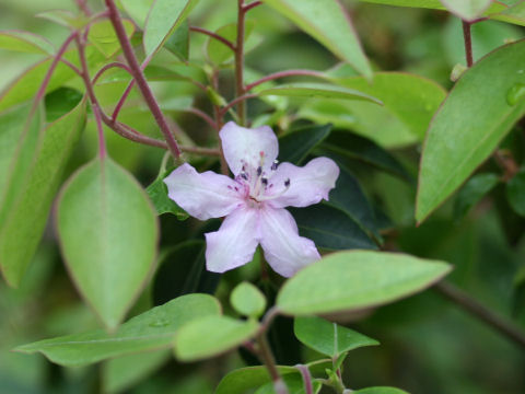 Rhododendron uwaense