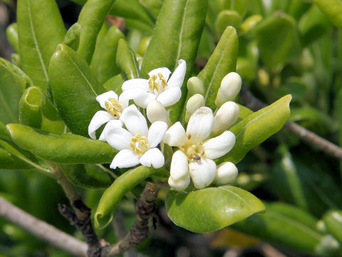 Pittosporum tobira